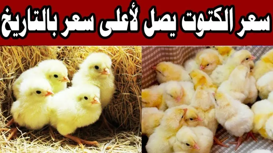 سعر الكتكوت الابيض اليوم الخميس 24 ابريل 2025 في مصر واخر سعر كرتونة البيض في الاسواق