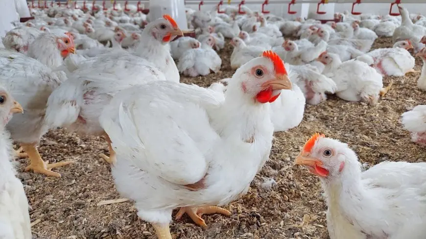 أسعار الدواجن والبيض في الأسواق اليوم بعد التحرك الأخير