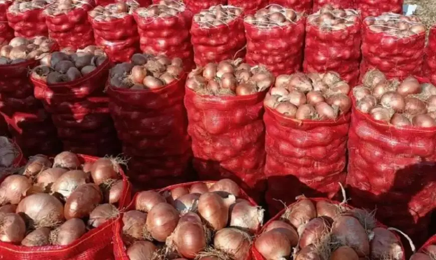 الزراعة تبحث إعادة تصدير البصل المصري إلي السعودية