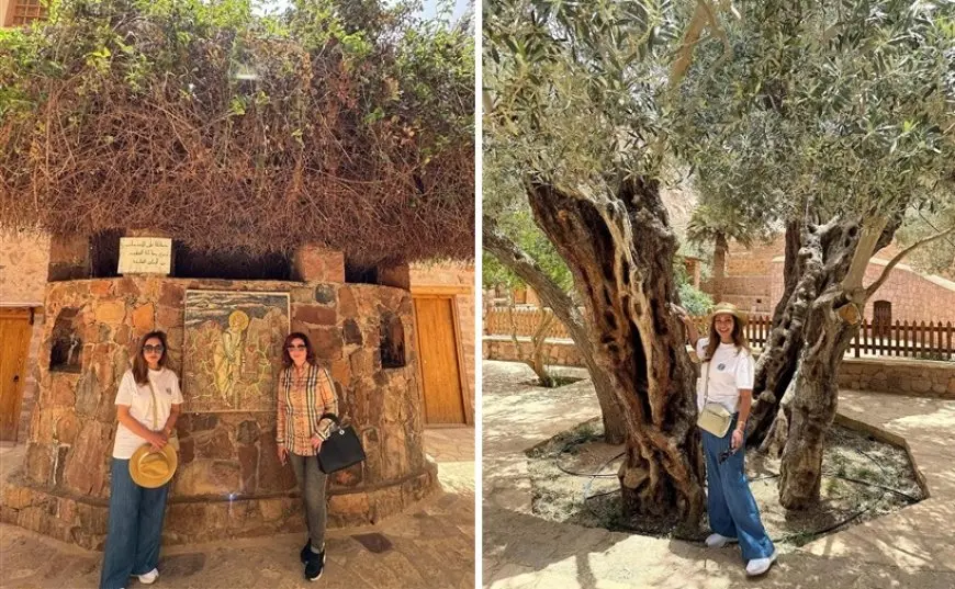 ليلى علوي عن «شجرة موسى» معجزة حية تخالف قوانين الطبيعة