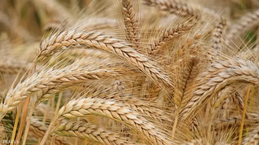 الحكومة: البورصة السلعية صمام الأمان للأسواق وآلية فعالة لضبط الأسعار